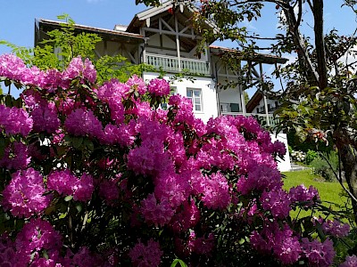 Blick vom Garten